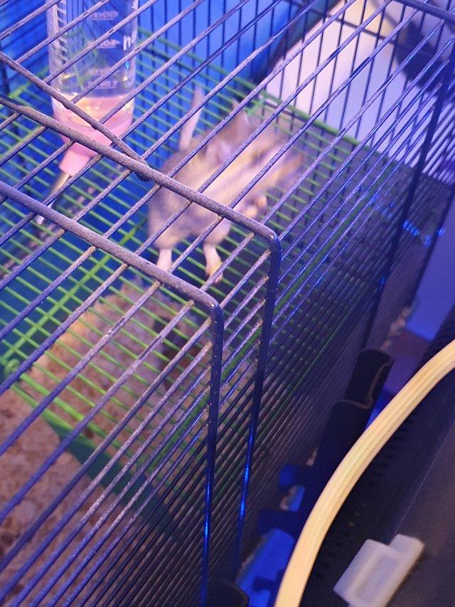 Preview of the first image of 2x 5 month old gerbils, both females.