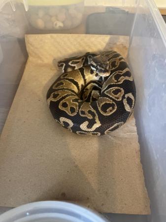 Image 3 of Ball python male and female 100%het double ultramel pied