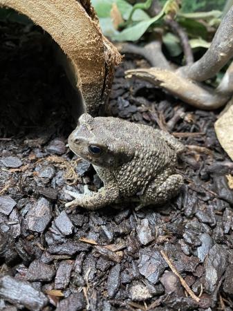 Image 5 of Berber toad Pair £60 Each or £110 Pair