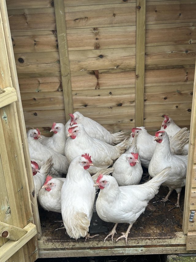 Preview of the first image of 24 week POL white leghorn hybirds.