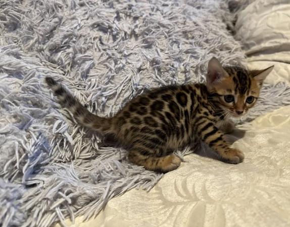 Image 5 of Tica bengal kittens for sale!