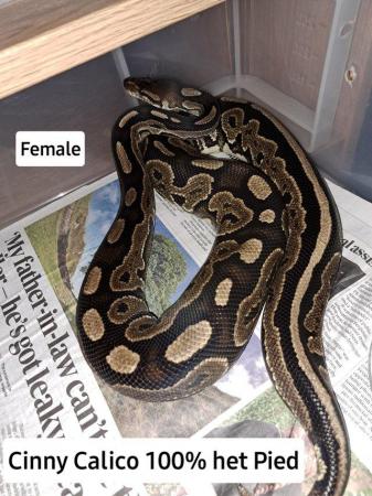 Image 4 of Various Royal pythons for sale from £80