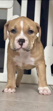 Image 6 of ABKC Pocket bully pupsMessage for more info TopBloodline