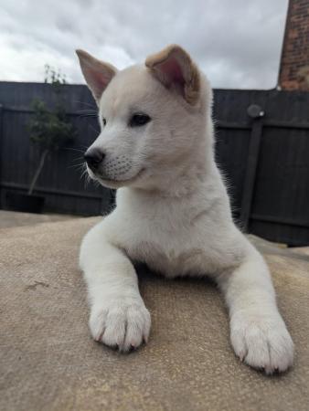 Image 16 of Stunning Husky-Akita puppies ready for new homes now!