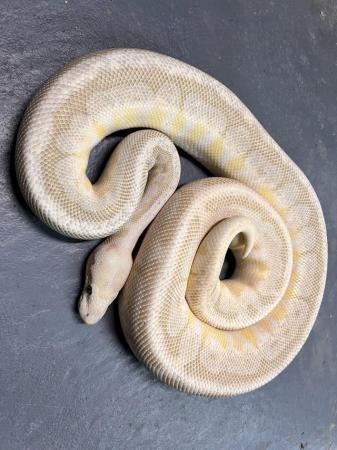 Image 5 of Male Super Pastel Lesser HRA Spider Ball Python