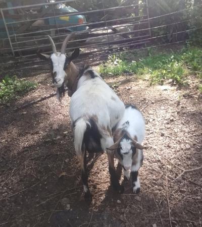 Image 5 of Beautiful Dwarf dairy goat Billy kid