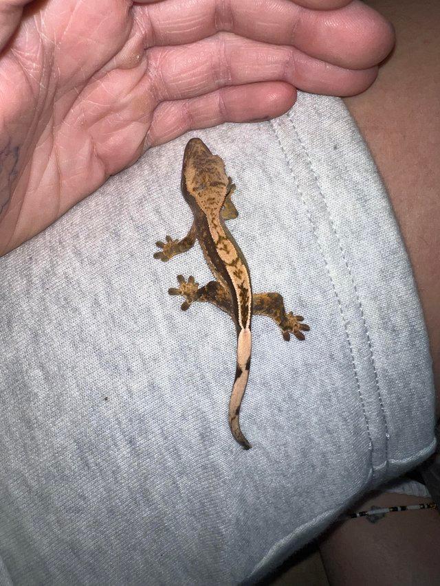 Preview of the first image of Baby crested geckos available.