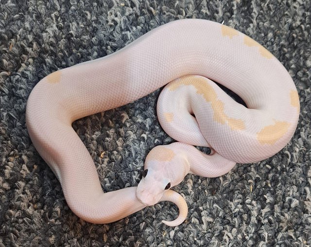 Preview of the first image of Baby Royal Pythons Available.