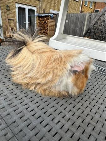 Image 6 of Lovely funky haired male guinea pig.