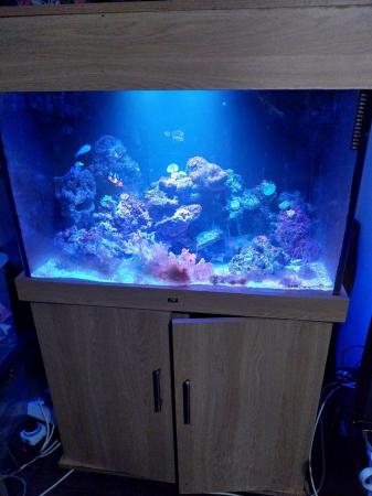 Image 5 of Marine tank reef tank saltwater tank. Corals lights fish etc