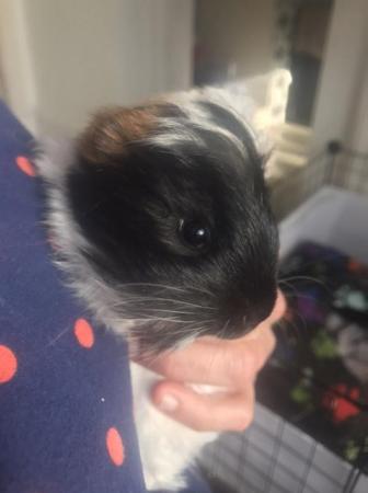 Image 1 of Make and female Guinea pigs looking for loving homes
