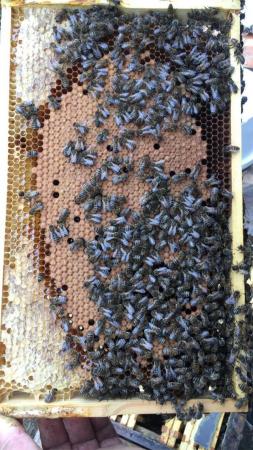 Image 11 of Bee Nucs overwintered 2024 for sale