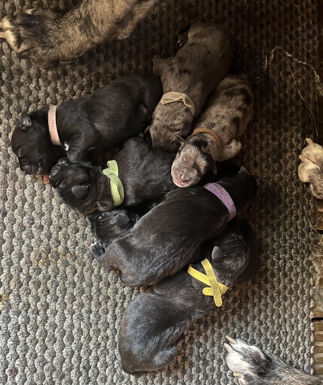 Preview of the first image of Great Dane x Cane Corso x Presa Canario Puppies.
