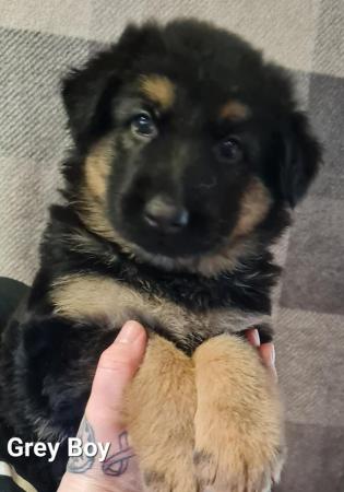 Image 3 of Gorgeous, fluffy, Homebred, full German Shepherd puppies