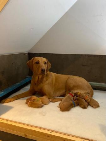 Image 3 of KC Registered Fox Red Labrador Puppies