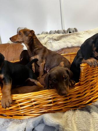 Image 5 of Stunning Daxi Jacks eight weeks old ready now