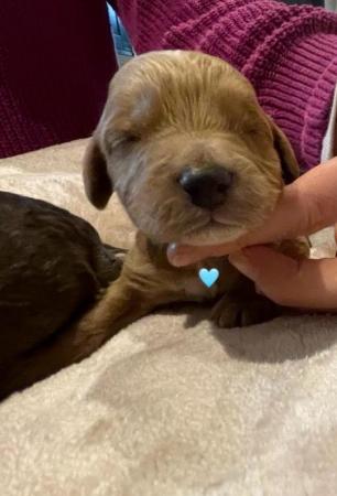 Image 3 of Cockapoo F1, puppies for sale, parents KC reg, Show/toy