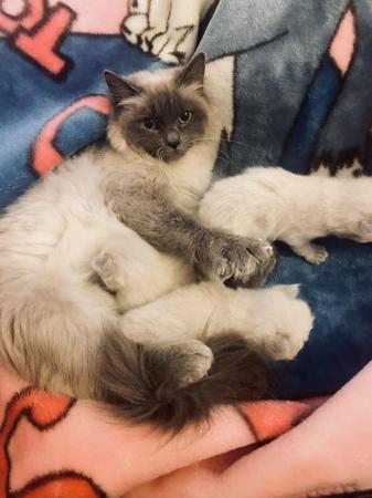 Image 2 of Pure ragdoll kitten blue point boy and girl left