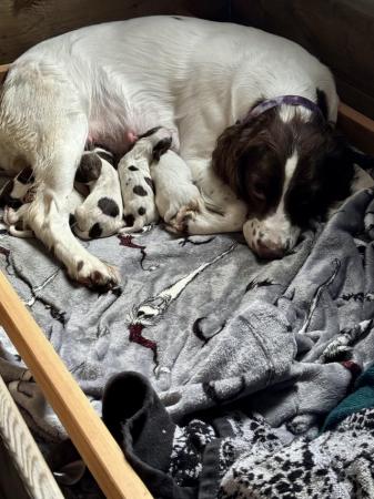 Image 7 of Fabulous and stunning English springer puppies