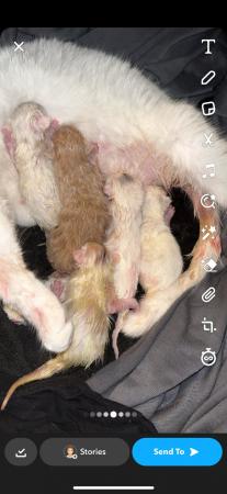 Image 2 of Kittens born today ready to leave in 8-9 weeks