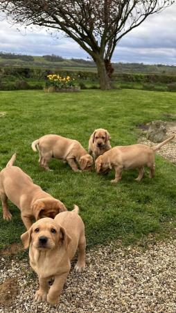 Image 14 of Gorgeous KC registered fox red Labrador puppies