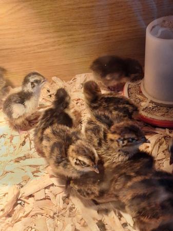 Image 5 of Beautiful coturnix quail chicks available
