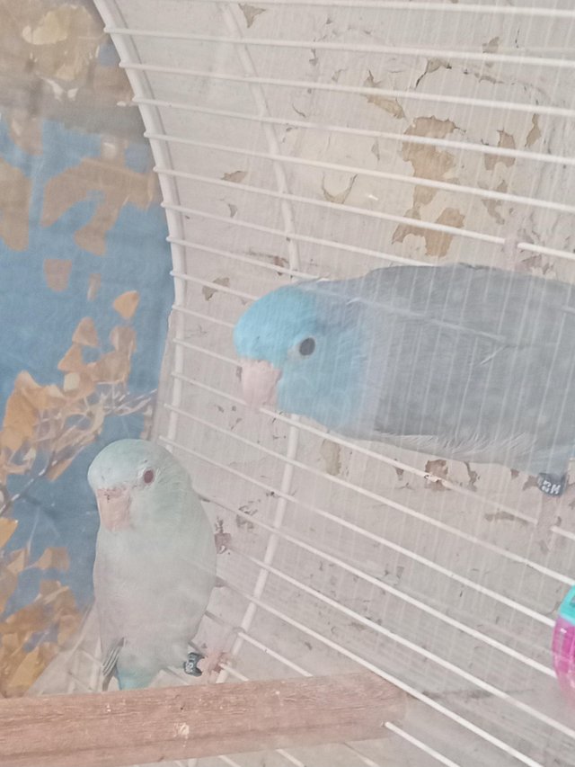 Preview of the first image of 2 parrotlets breeding pair.