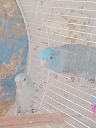Image 1 of 2 parrotlets breeding pair