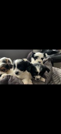 Image 17 of Very meautiful mini Biewer puppies for sale