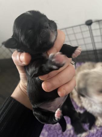 Image 5 of Shih Tzu Puppies For Sale (1 Boy)