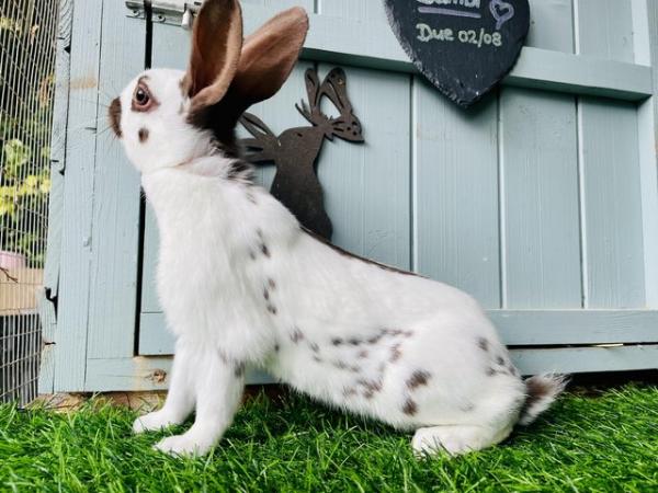 Image 9 of English spot rabbits - chocolate