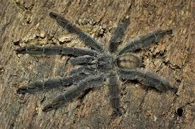Preview of the first image of MM Irminia tarantula recently matured.