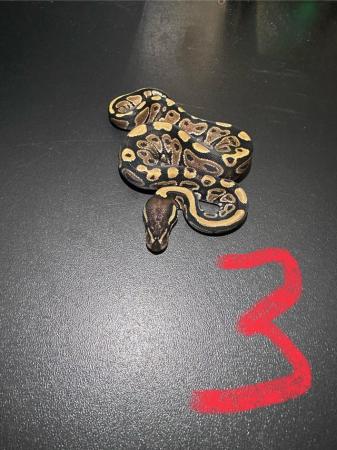 Image 4 of (Reduced prices) Hatchling ball pythons for sale