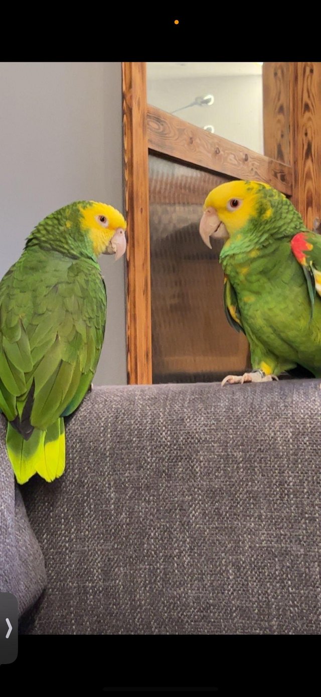 Double yellow headed Amazons mail — photo 2 of 4
