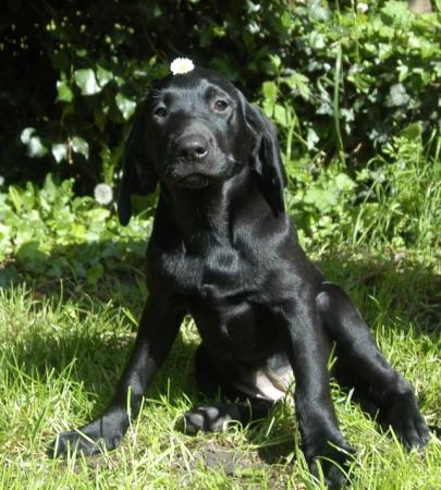 Image 14 of Quality KC Registered Health Tested Parents Labrador Puppies