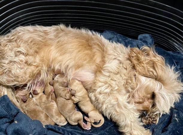 Image 2 of Cavapoo Puppies-Licenced Breeder-Health Tested Parents