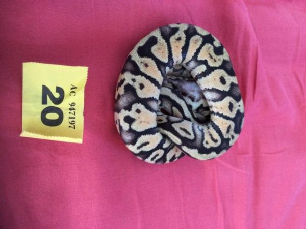 Image 4 of Male Super Pastel baby royal python