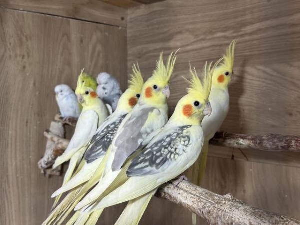 Image 1 of 8 month old cockatiels..