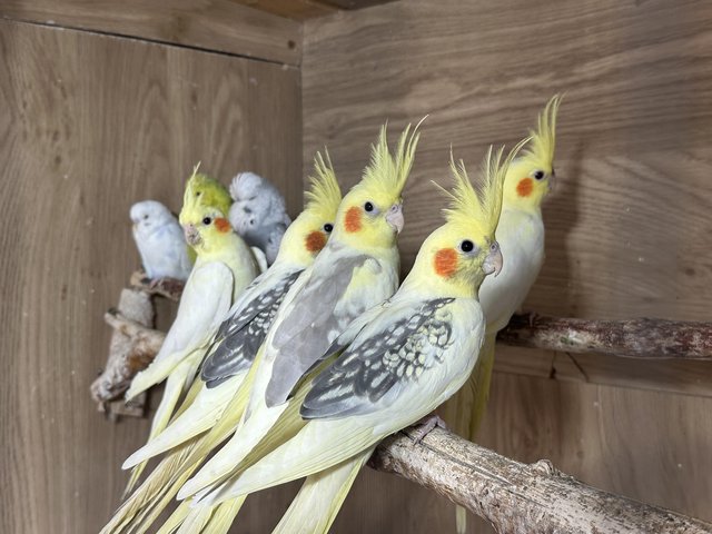 Preview of the first image of 8 month old cockatiels...