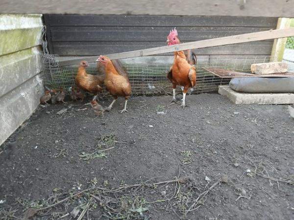 Image 1 of Old Ginger game with six chick's