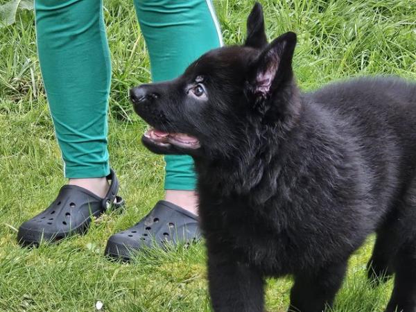 Image 1 of KC registered German Shepherd Puppy
