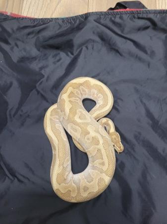 Image 5 of Pastel, butter , leopard royal python