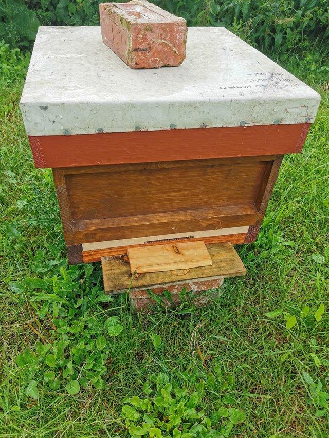 Preview of the first image of Overwintered honey bee colony.