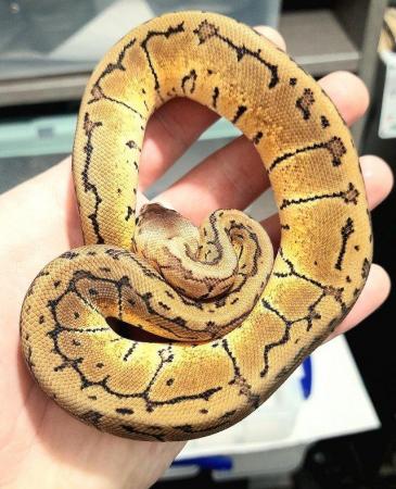 Image 9 of Ball pythons available for sale..