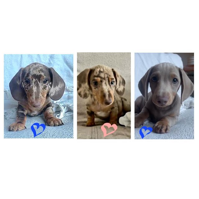 Preview of the first image of Quality bred Miniature Dachshunds 2 boys 1 girl for sale.