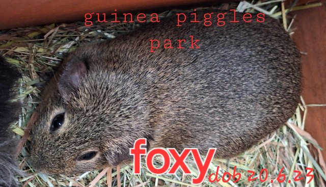 Image 6 of Lovely sow, girl, guinea pigs