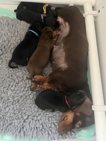 Image 5 of KC Registered Miniature dachshund puppies *1 girl available*