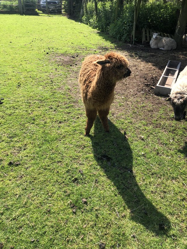 Preview of the first image of Beautiful light brown cria for sale.