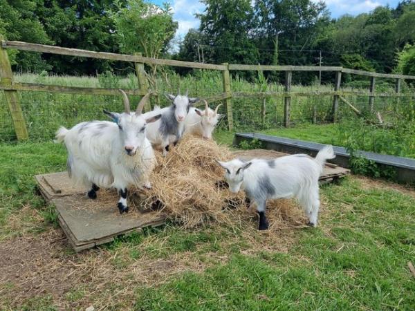 Image 2 of Pygmy goats, nanny's and wethers