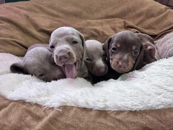 Image 10 of Isabella Tan and chocolate tan miniature dachshund pups